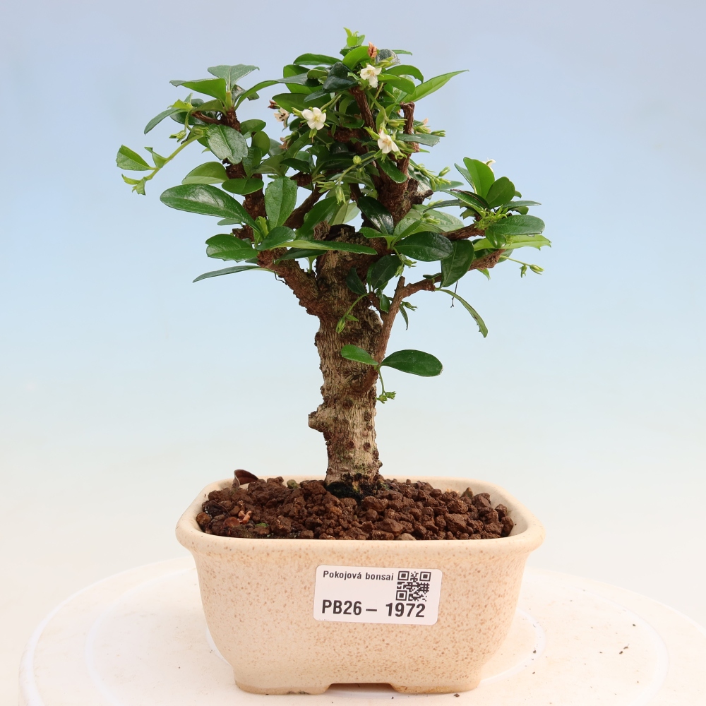 Zimmer-Bonsai - Carmona macrophylla - Tee-Fuki