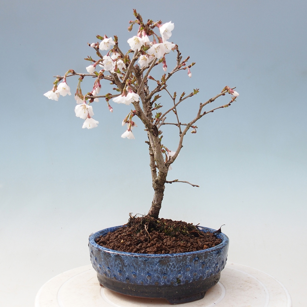 Bonsai im Freien - Prunus incisa Kojou-no mai-Pflaume geschnitten