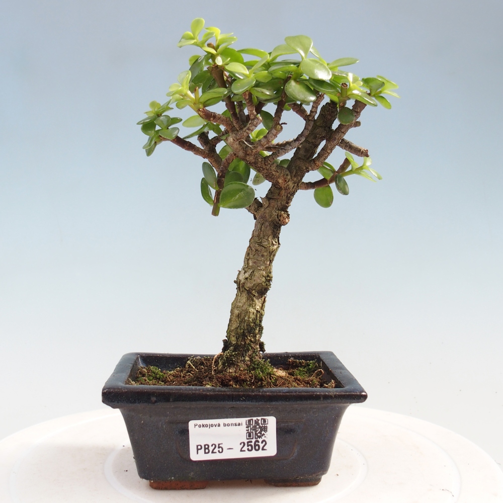 Zimmerbonsai - Portulakaria Afra - Tlustice
