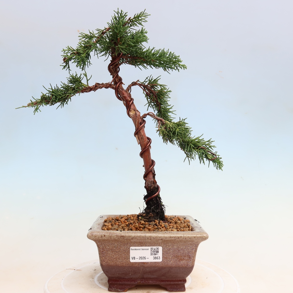 Bonsai für draußen - Juniperus chinensis Kishu
