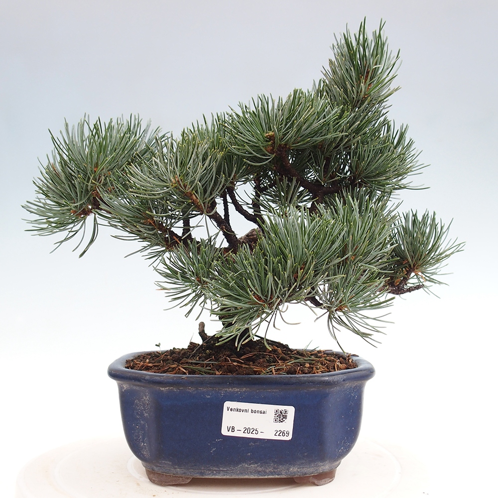 Bonsai im Freien - Pinus parviflora - kleine Kiefer