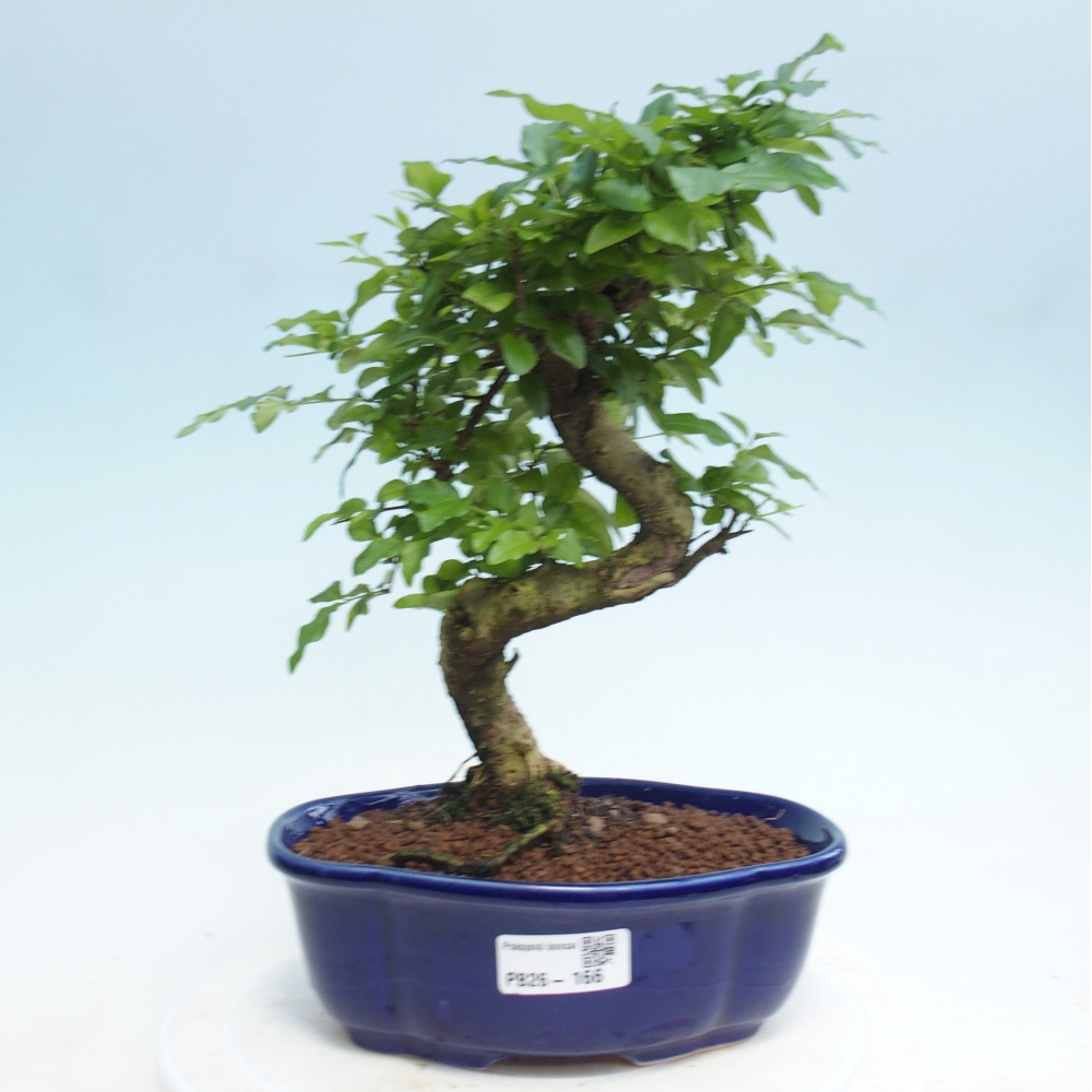 Zimmerbonsai -Ligustrum retusa - Kleinblättriger Vogelschnabel