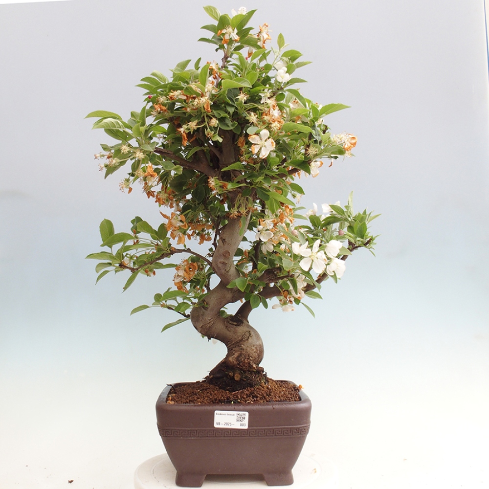 Bonsai im Freien - Malus halliana - Kleinfruchtiger Apfelbaum