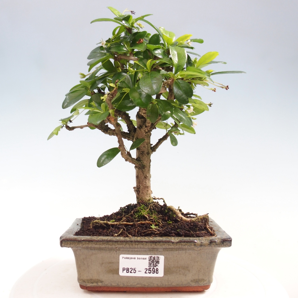 Zimmerbonsai - Carmona Macrophylla - Fuki-Tee