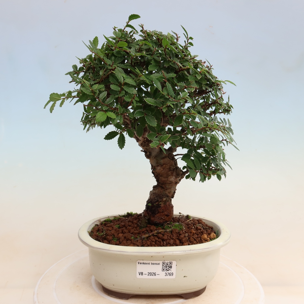 Bonsai für draußen - Zelkova - Zelkova NIRE
