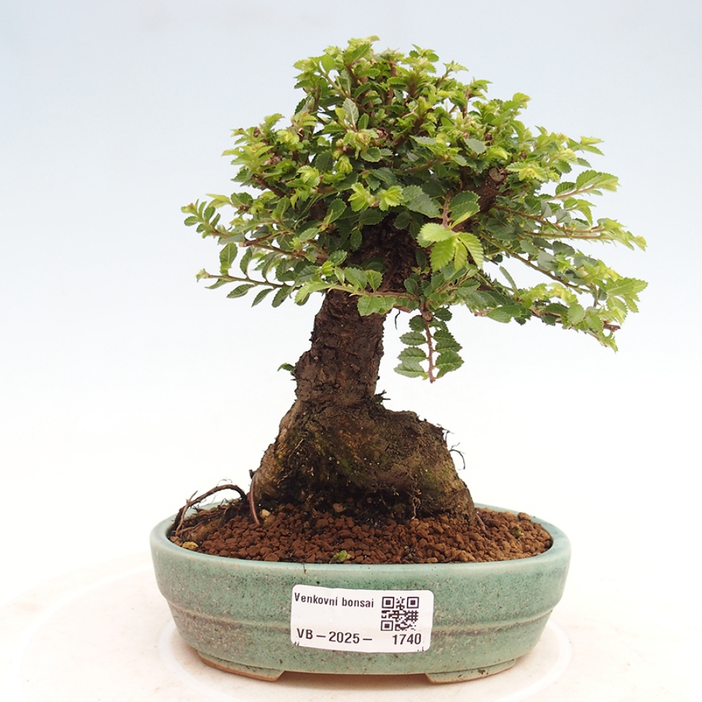 Bonsai im Freien - Ulmus parvifolia Hokkaido - Chinesische Ulme