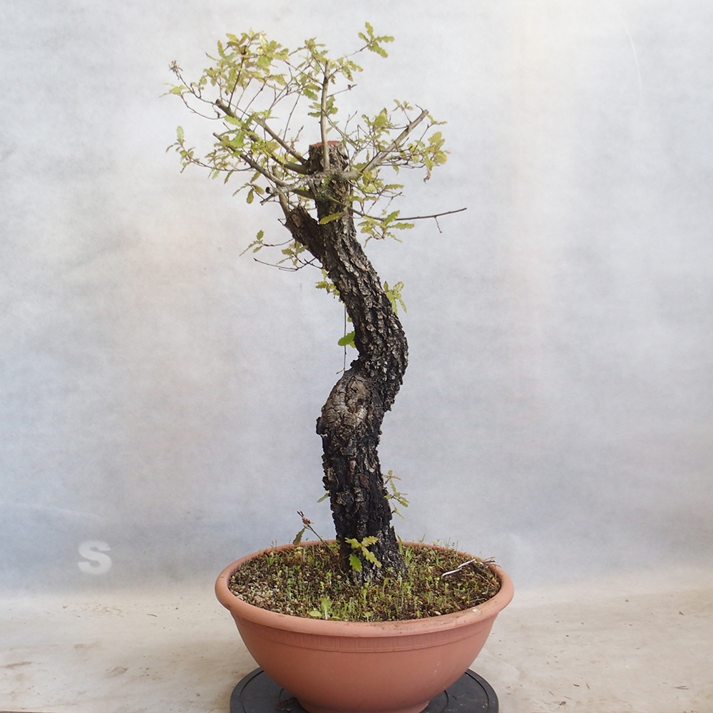 Freilandbonsai Quercus Cerris - Eiche Cer