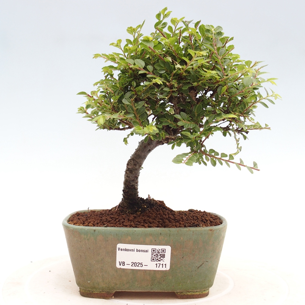 Bonsai im Freien - Ulmus parvifolia Sagei - Kleinblättrige Ulme
