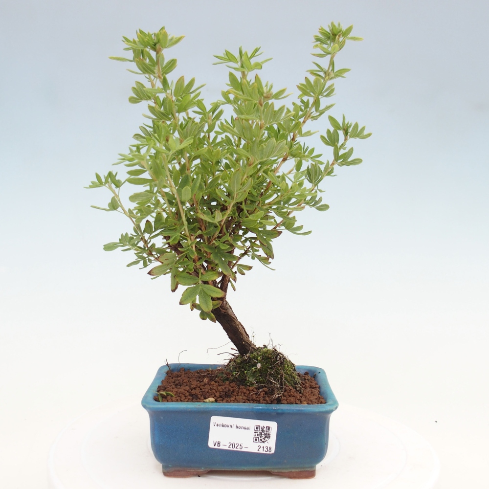 Outdoor-Bonsai-Fingerkraut - Potentila fruticosa gelber Vogel