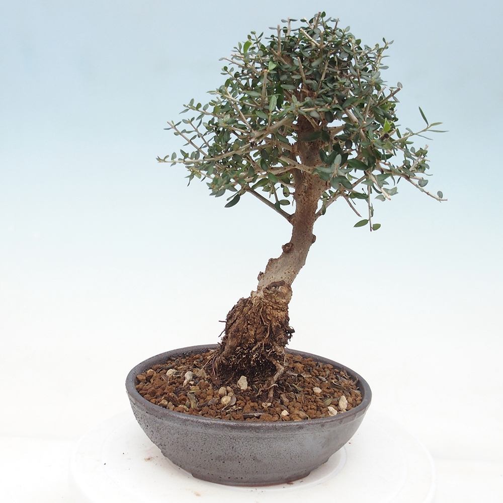 Zimmerbonsai - Olea europaea sylvestris