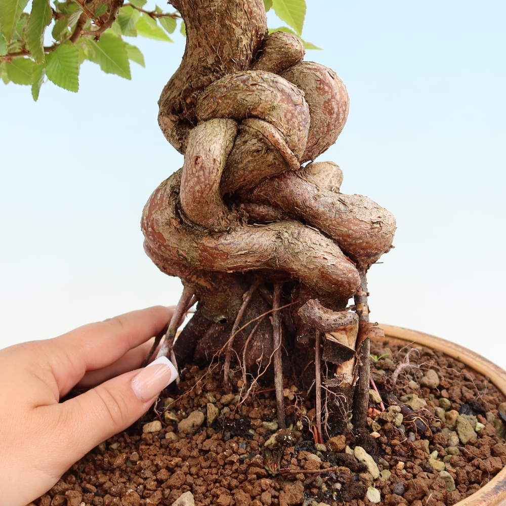 Bonsai für draußen - Karpinus Coreana - Koreanische Hainbuche