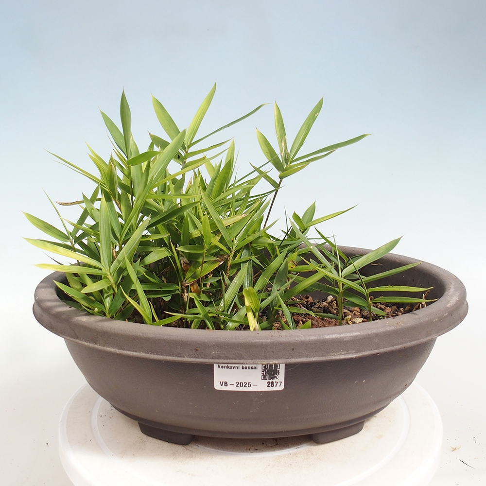 Bonsai für draußen - Pleioblastus argenteostriatus f.pumilus - Zwergbambus