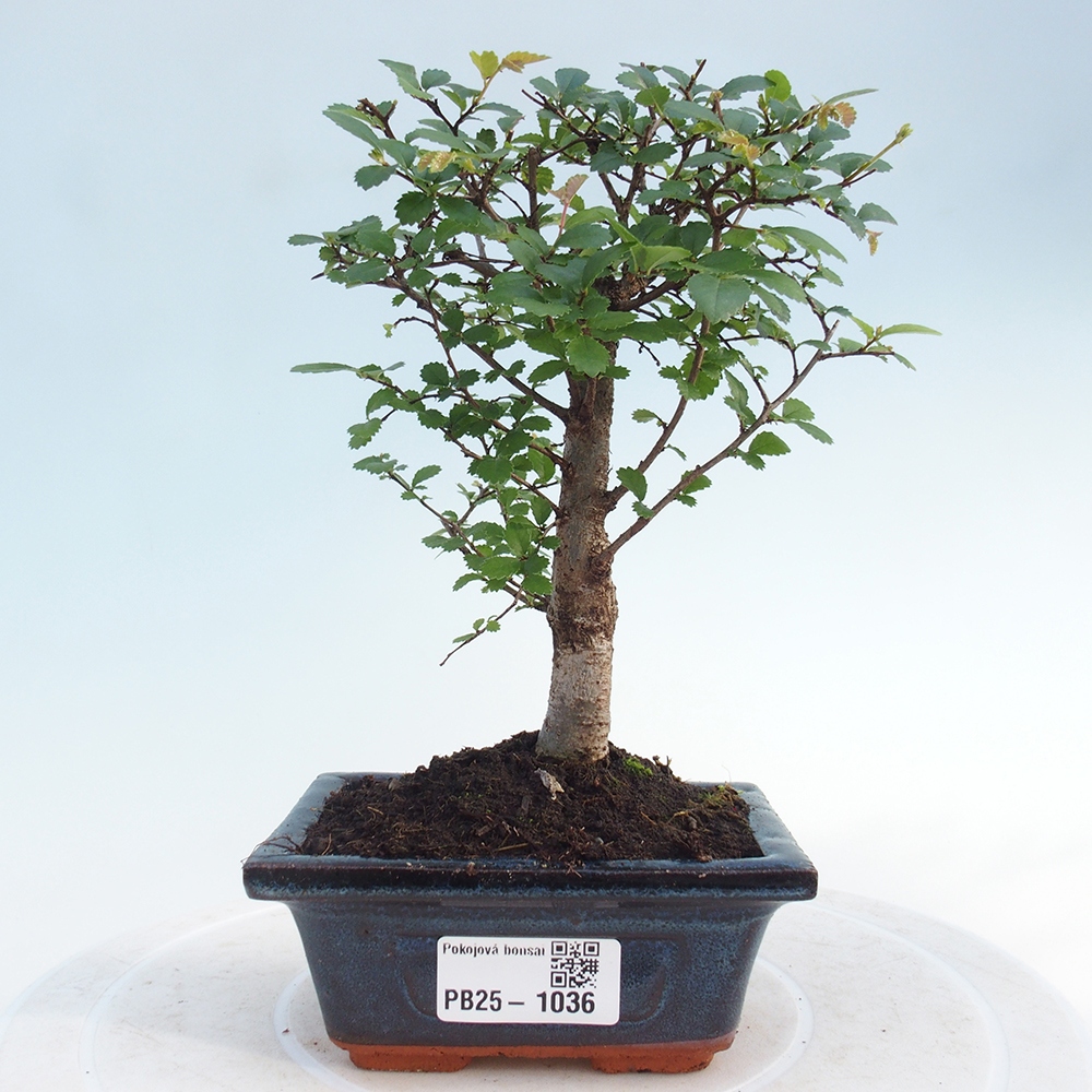 Zimmerbonsai - Ulmus parvifolia - Kleinblättrige Ulme