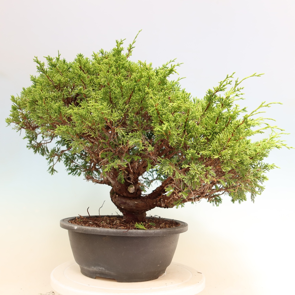 Bonsai für draußen - Juniperus chinensis Itoigawa-Juniperus chinensis