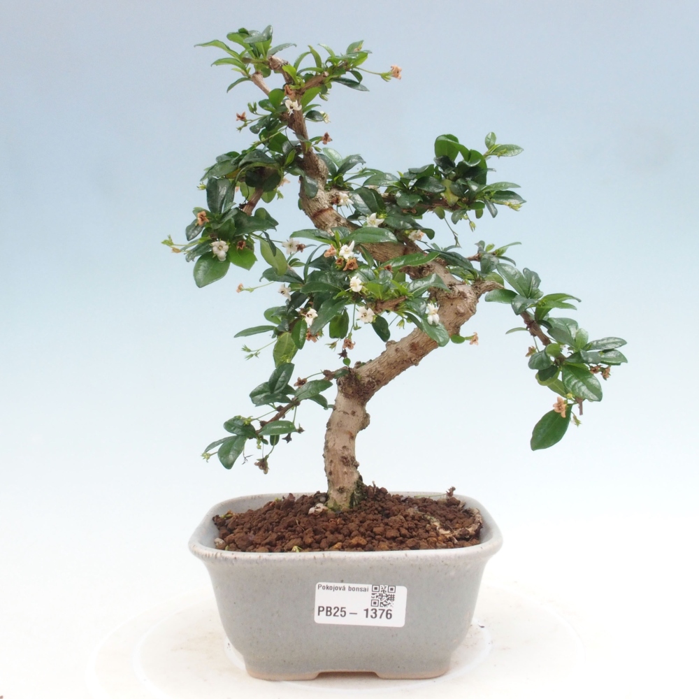 Zimmerbonsai - Carmona Macrophylla - Fuki-Tee