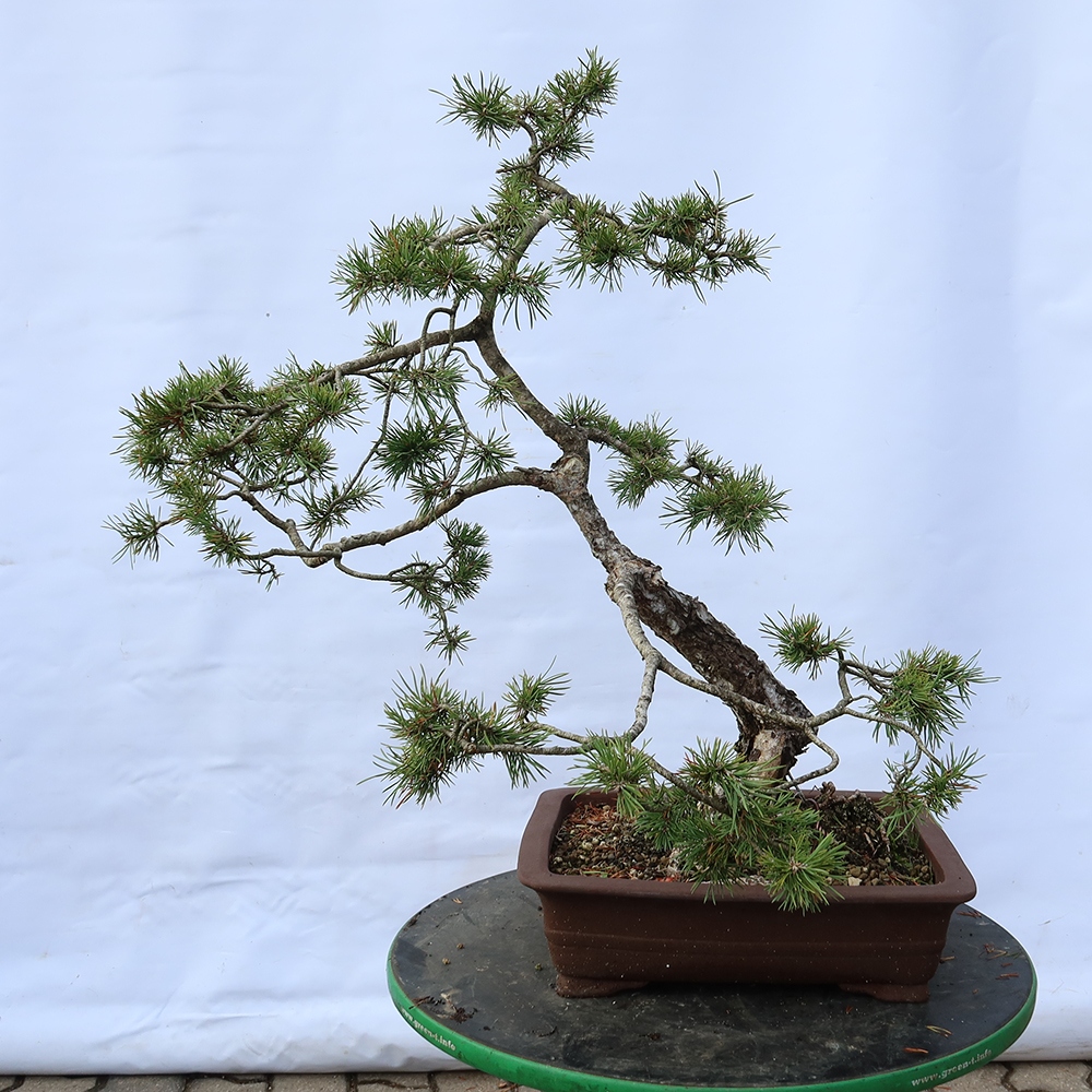 Pinus sylvestris Spanien – Waldkiefer