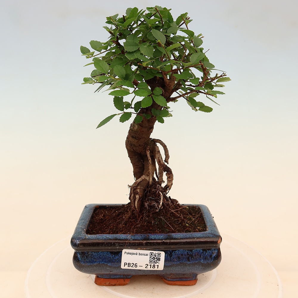 Zimmerbonsai - Ulmus parvifolia - Kleinblättrige Ulme