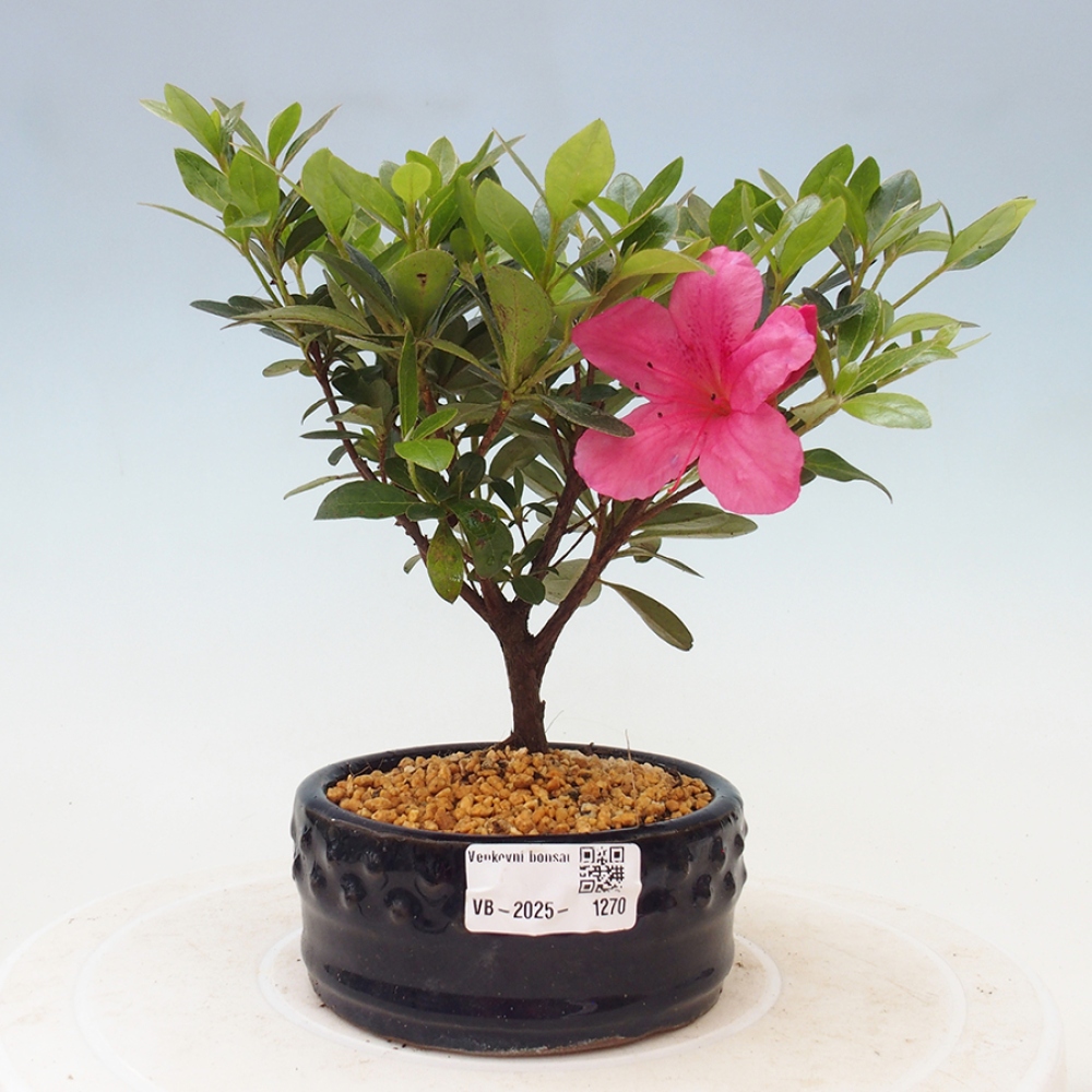 Bonsai im Freien - Japanische Azalee - Azalea sp.