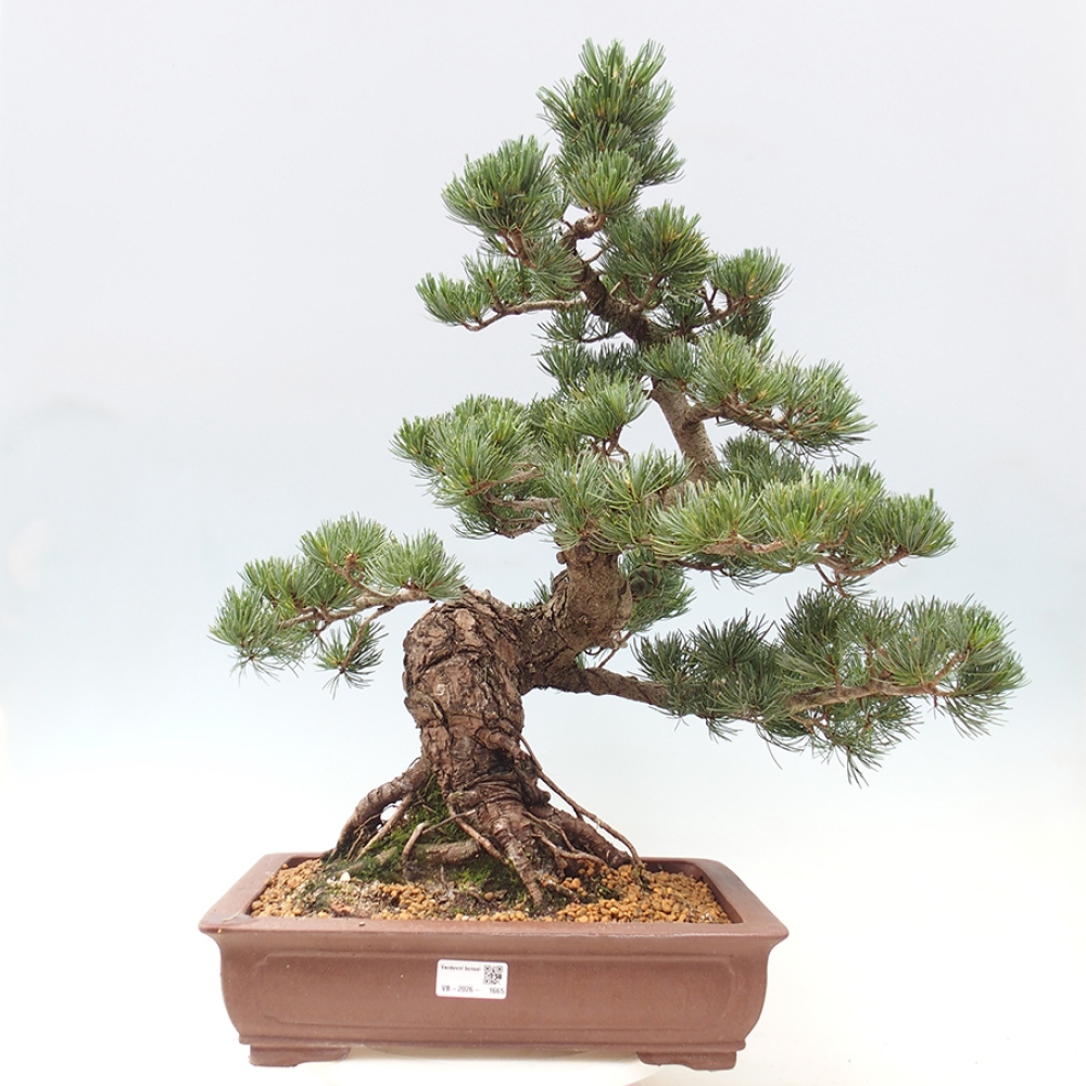 Bonsai für draußen - Pinus parviflora - Pinus parviflora