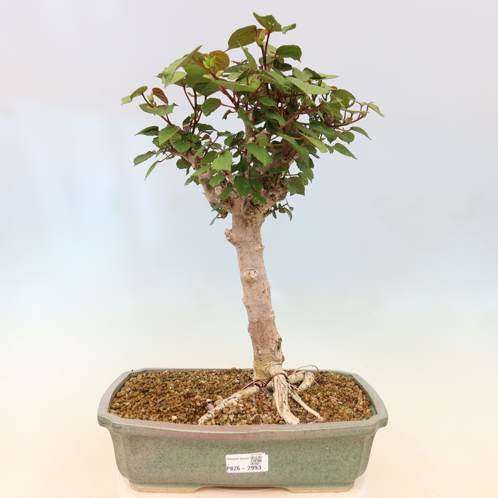 Zimmerbonsai - Hibiscus tiliaceus - Meeres-Hibiskus