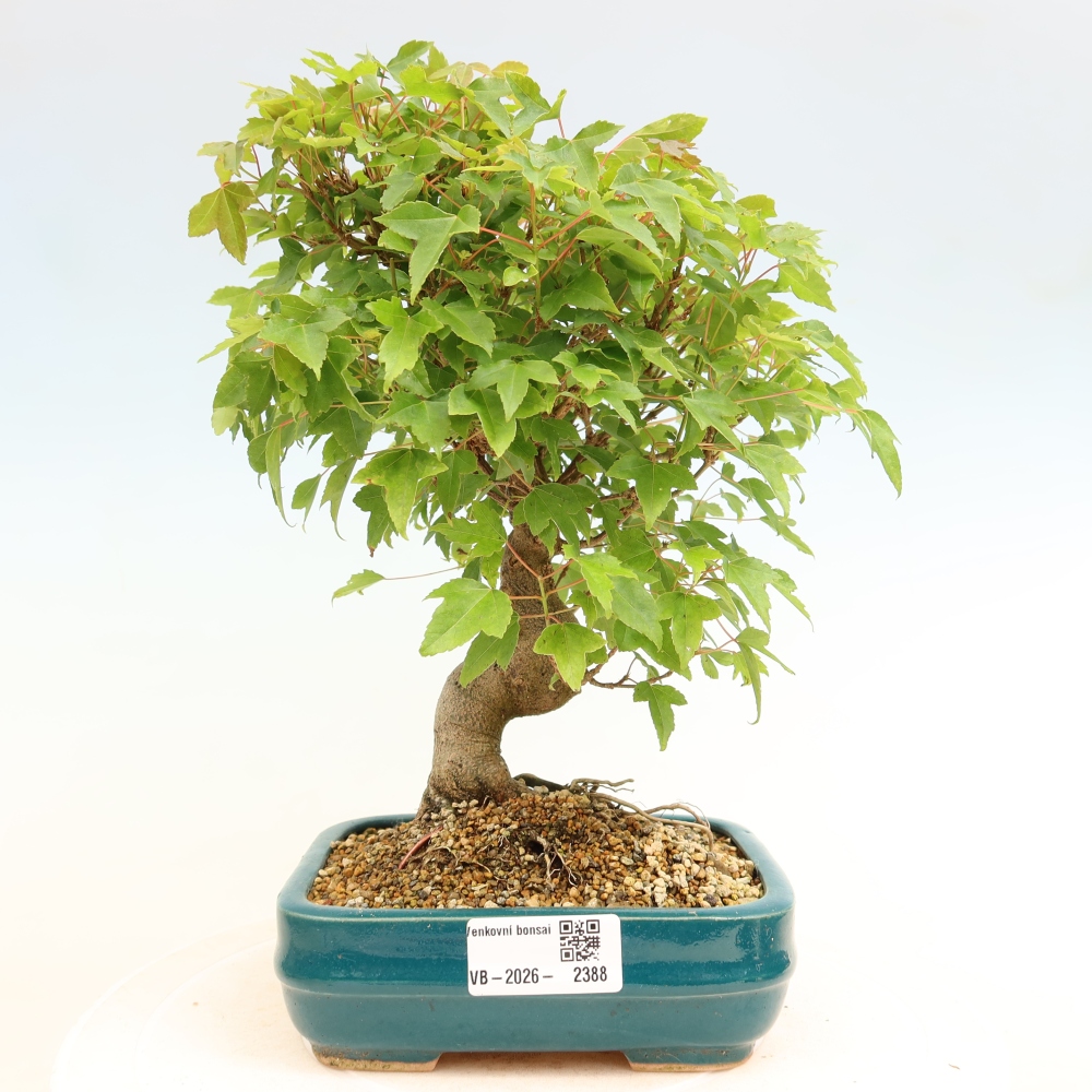 Bonsai für draußen - Ahorn Burger - Acer Burgerianum