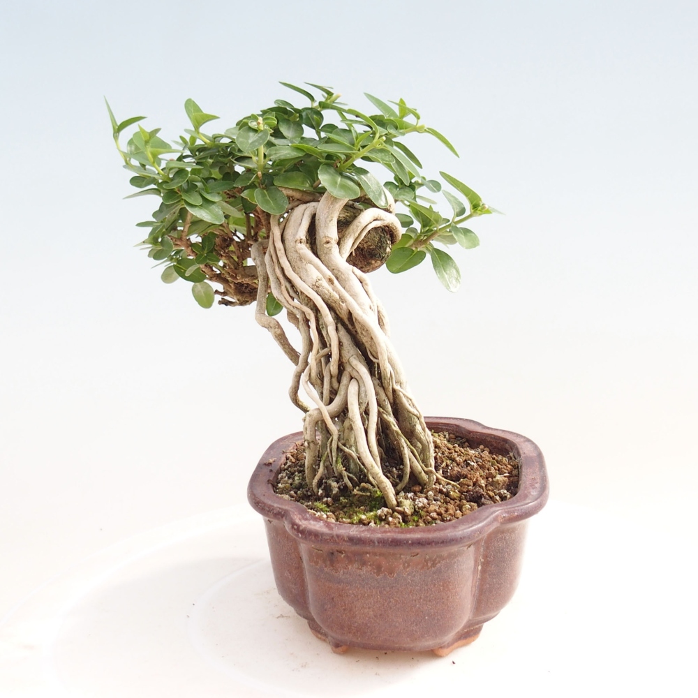 Zimmerbonsai - Premna serratifolia - Kozlovon kleinblättrig