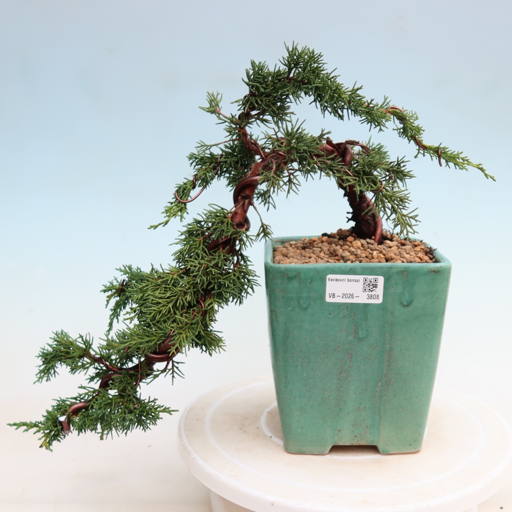 Bonsai für draußen - Juniperus chinensis Kishu
