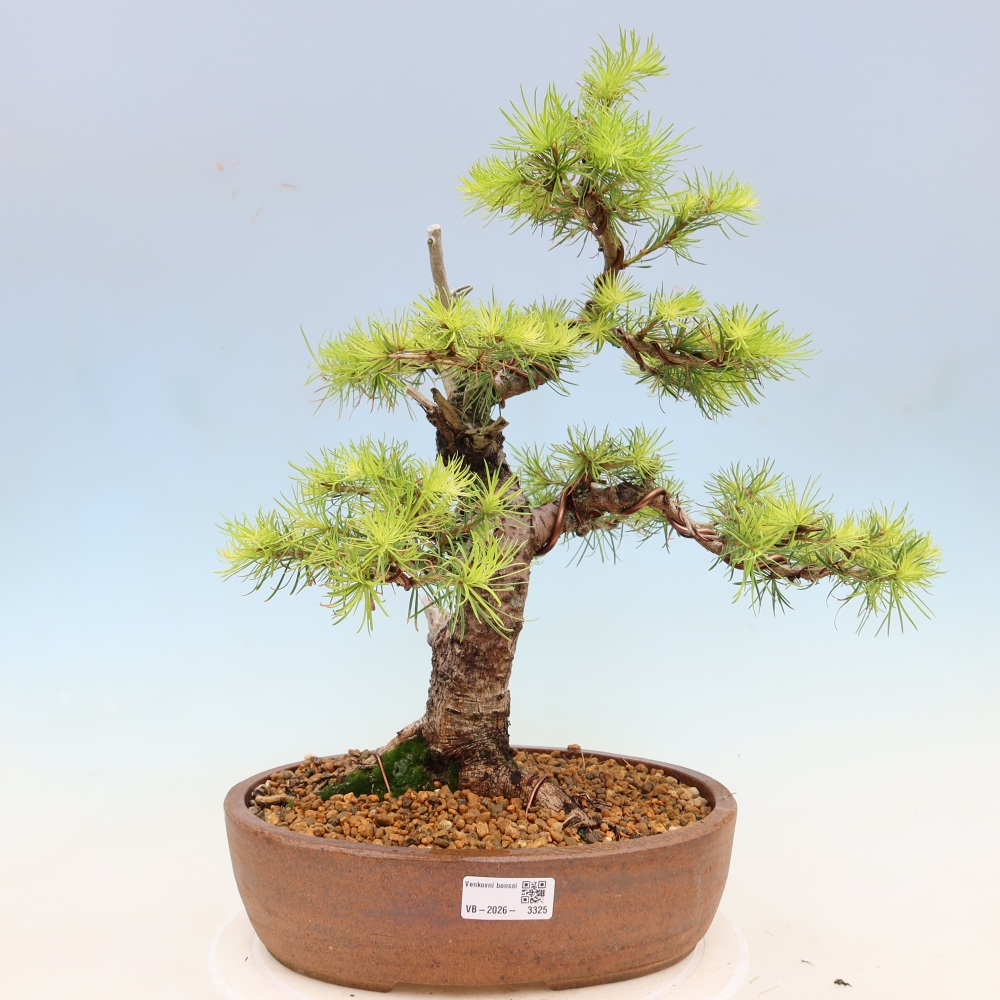 Bonsai für draußen -Larix decidua - Lärche