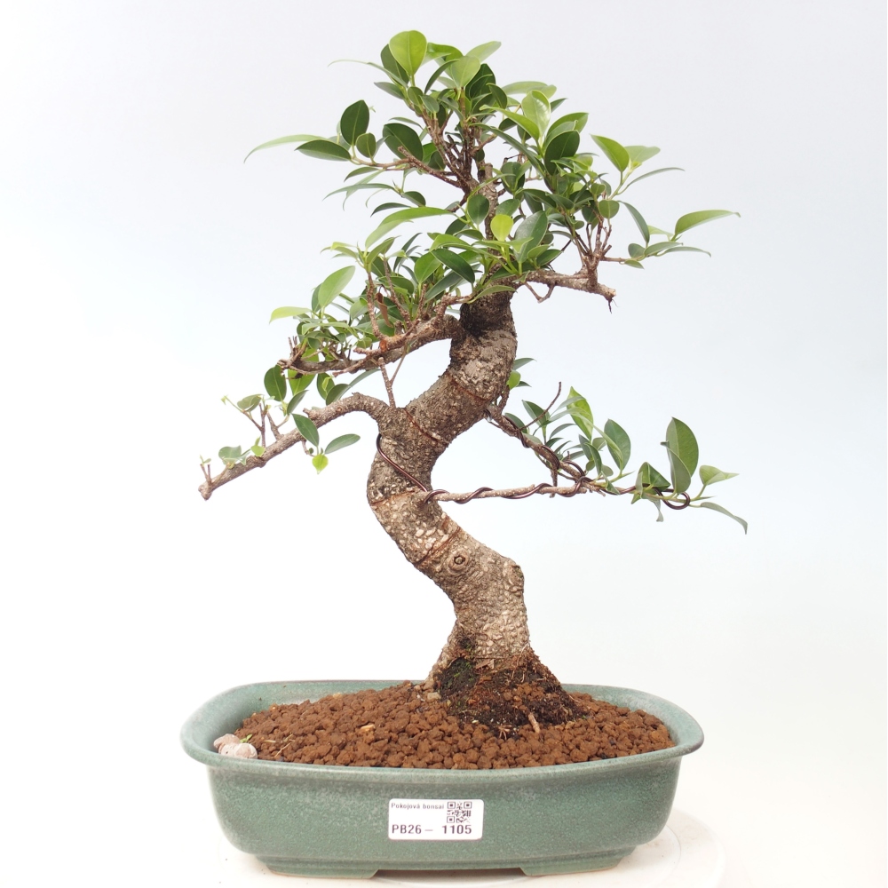 Zimmerbonsai - Ficus kimmen - Kleinblättriger Ficus