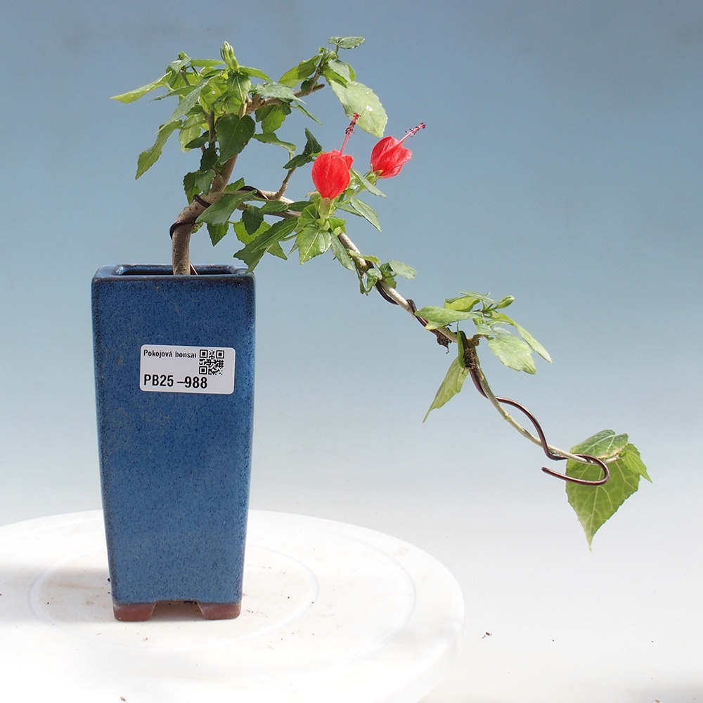 Zimmerbonsai - Malvaviscus arboreus - holziger Hibiskus