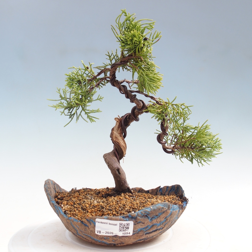 Bonsai für draußen - Juniperus chinensis Kishu