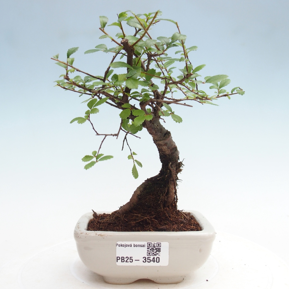 Zimmerbonsai - Ulmus parvifolia - Kleinblättrige Ulme