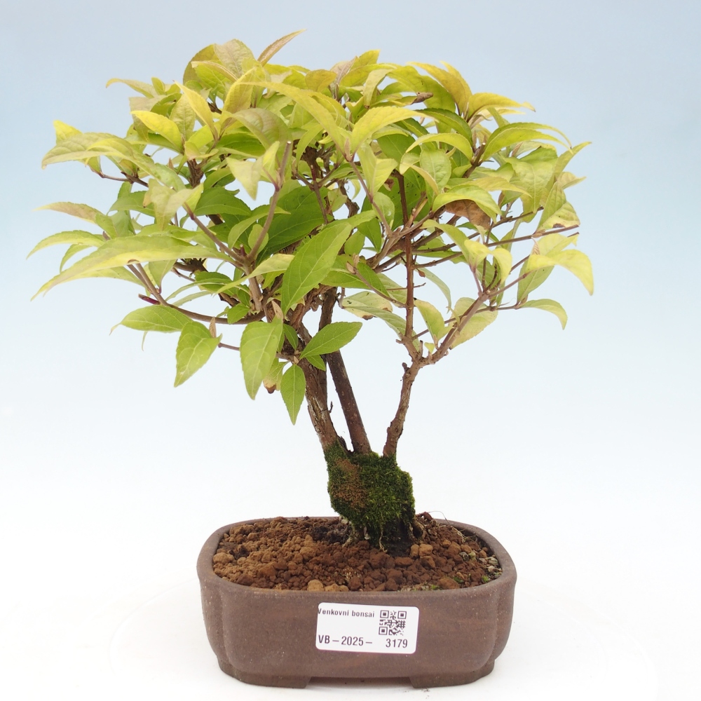 Bonsai im Freien - wunderschöne Pflanze - Callicarpa japonica