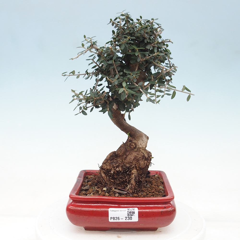 Zimmerbonsai - Olea europaea sylvestris