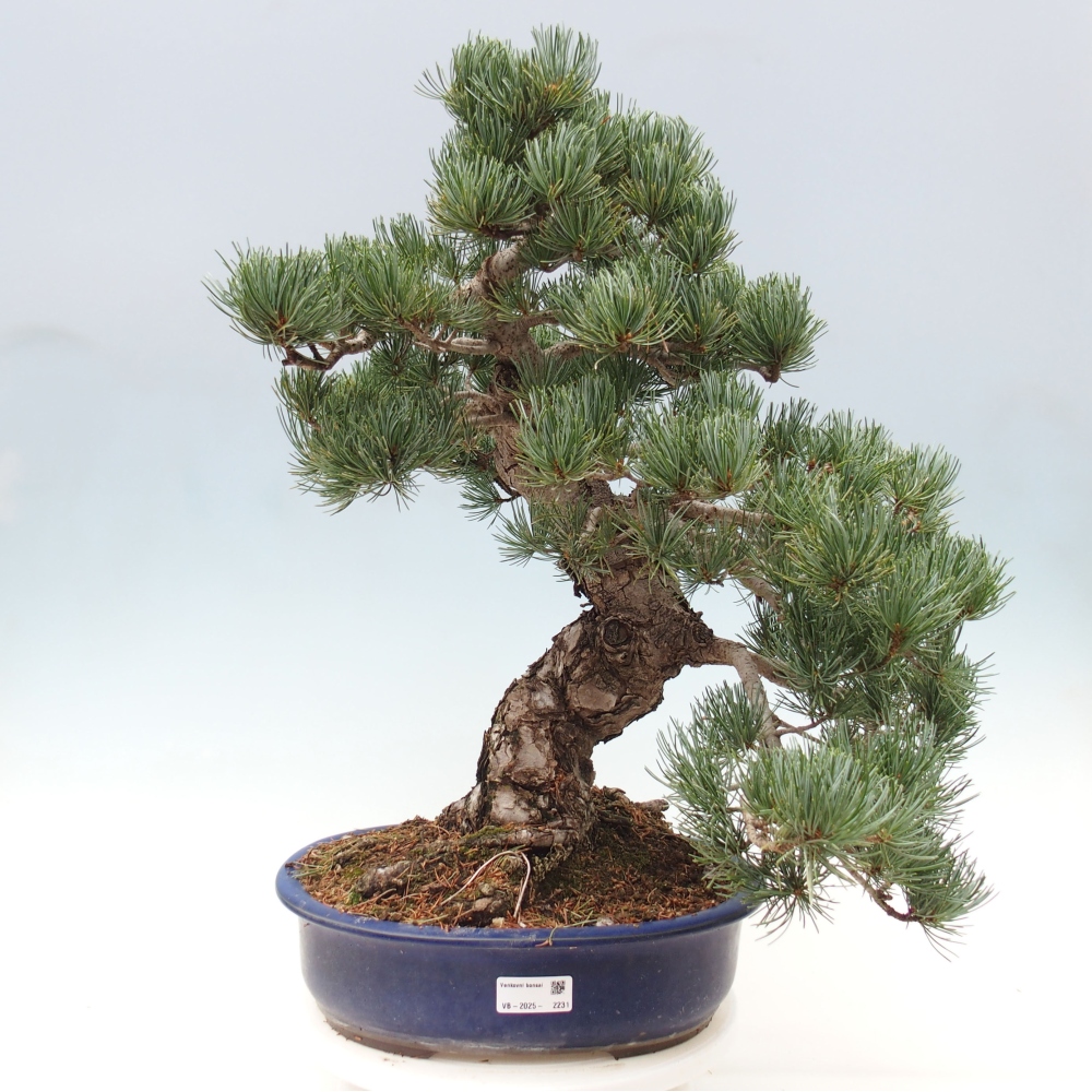 Bonsai im Freien - Pinus parviflora - kleine Kiefer
