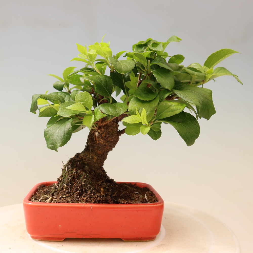 Bonsai für draußen - Celastrus orbiculatus