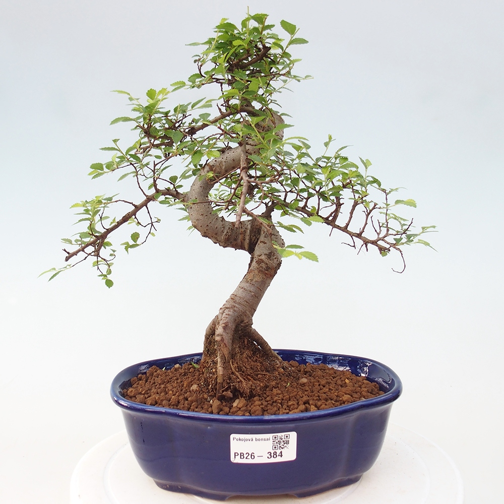 Zimmerbonsai - Ulmus parvifolia - Kleinblättrige Ulme