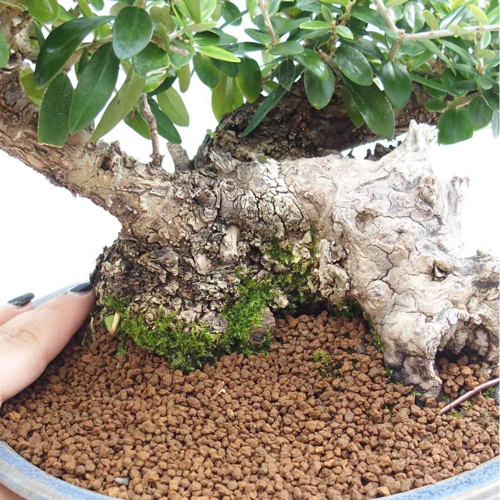 Indoor-Bonsai - Olea europaea sylvestris - Europäisches kleinblättriges Olivenöl