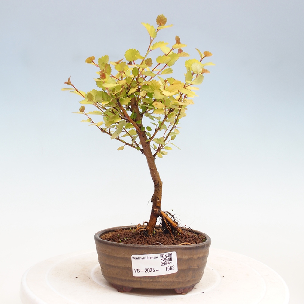 Bonsai im Freien - Zwergbirke - Betula NANA Treasure