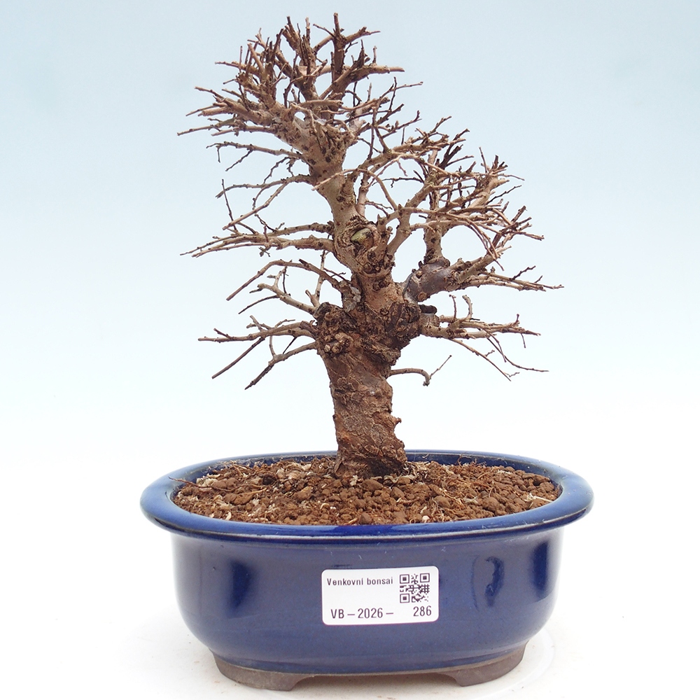 Bonsai für draußen - Zelkova - Zelkova NIRE