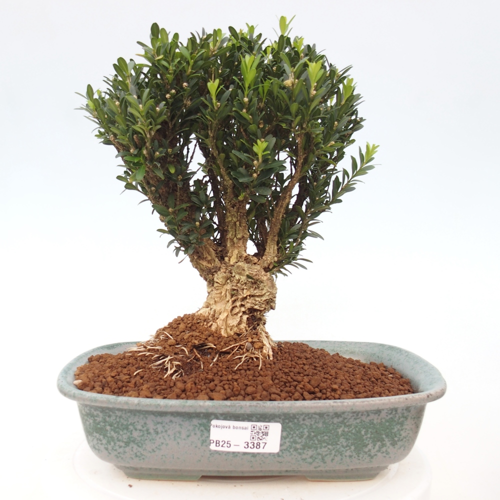 Zimmer Bonsai - Buxus harlandii - Korkbuxus