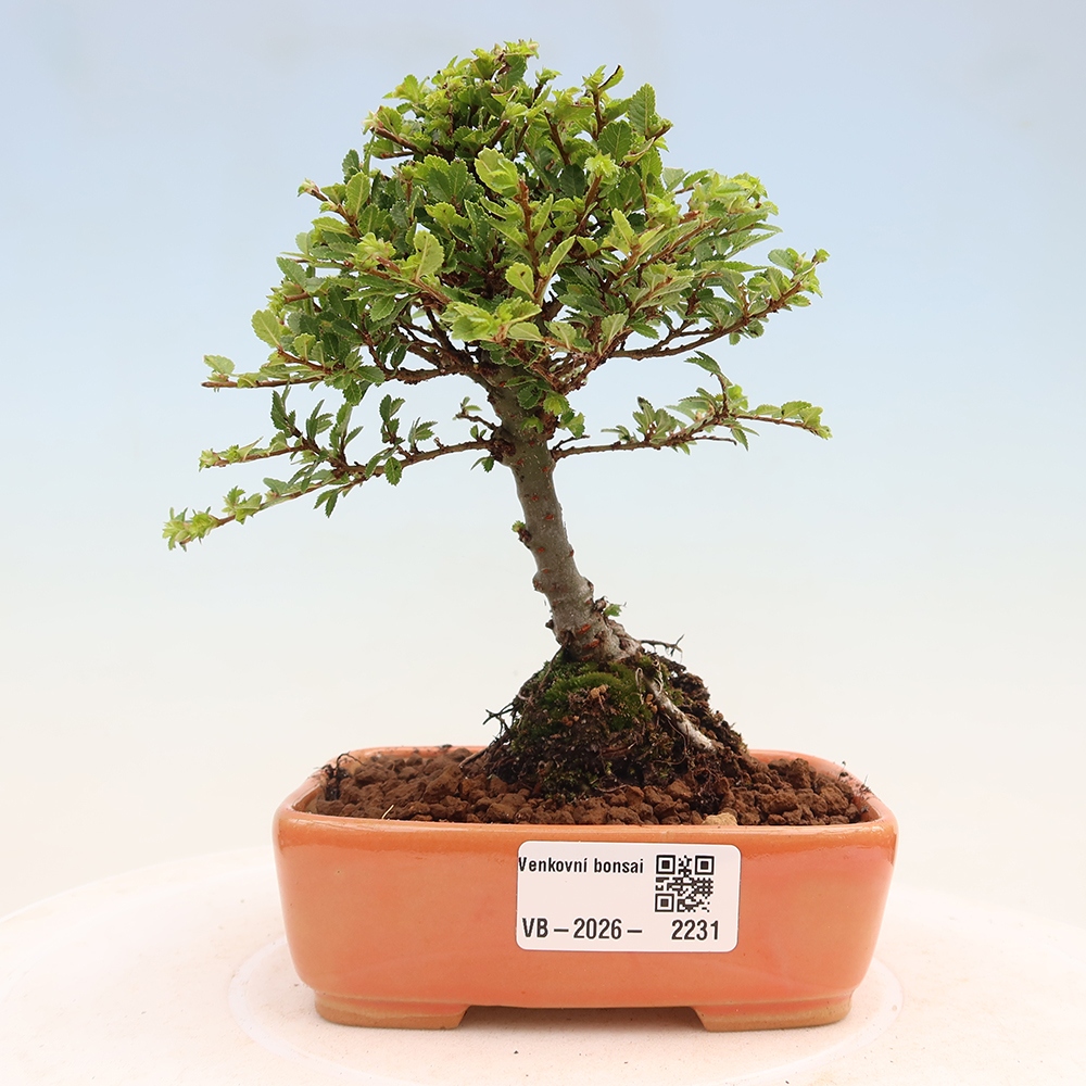 Bonsai im Freien - Ulmus parvifolia Sagei - Kleinblättrige Ulme