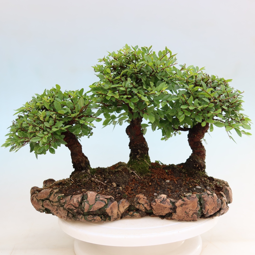 Bonsai für den Außenbereich – Zelkova – Zelkova NIRE – Wäldchen