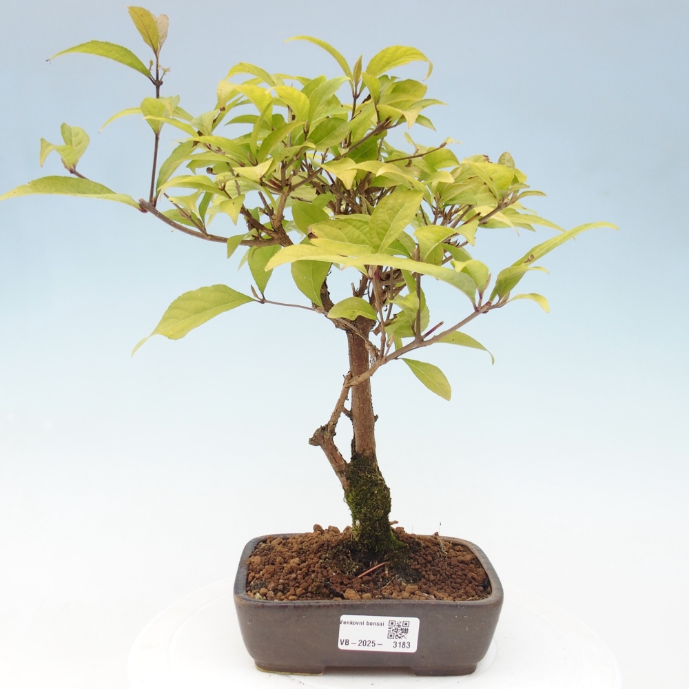 Bonsai im Freien - wunderschöne Pflanze - Callicarpa japonica