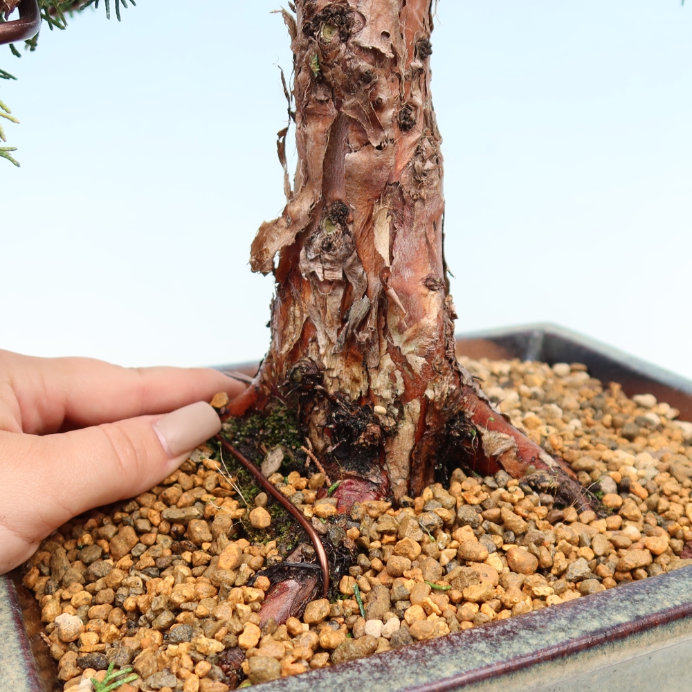 Bonsai für draußen - Juniperus chinensis Kishu