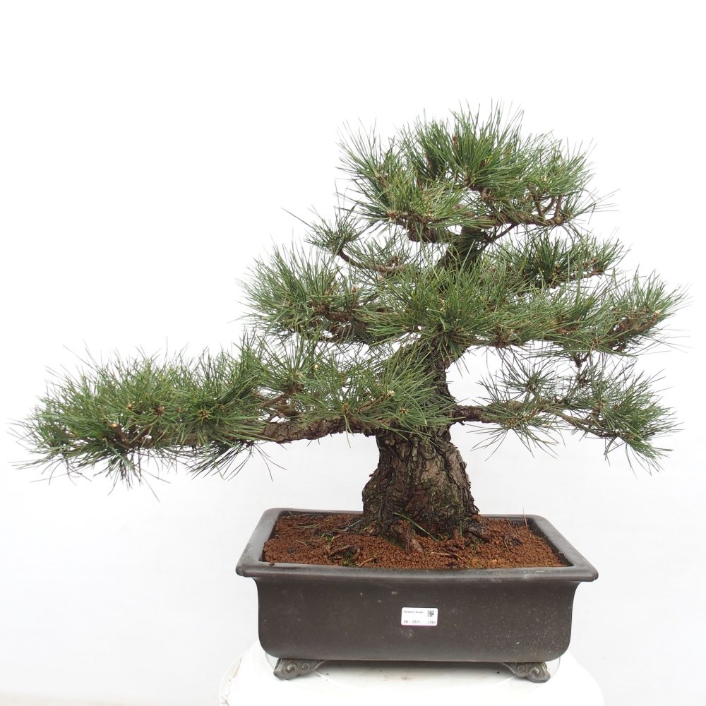 Outdoor-Bonsai - Pinus thunbergii - Thunbergkiefer