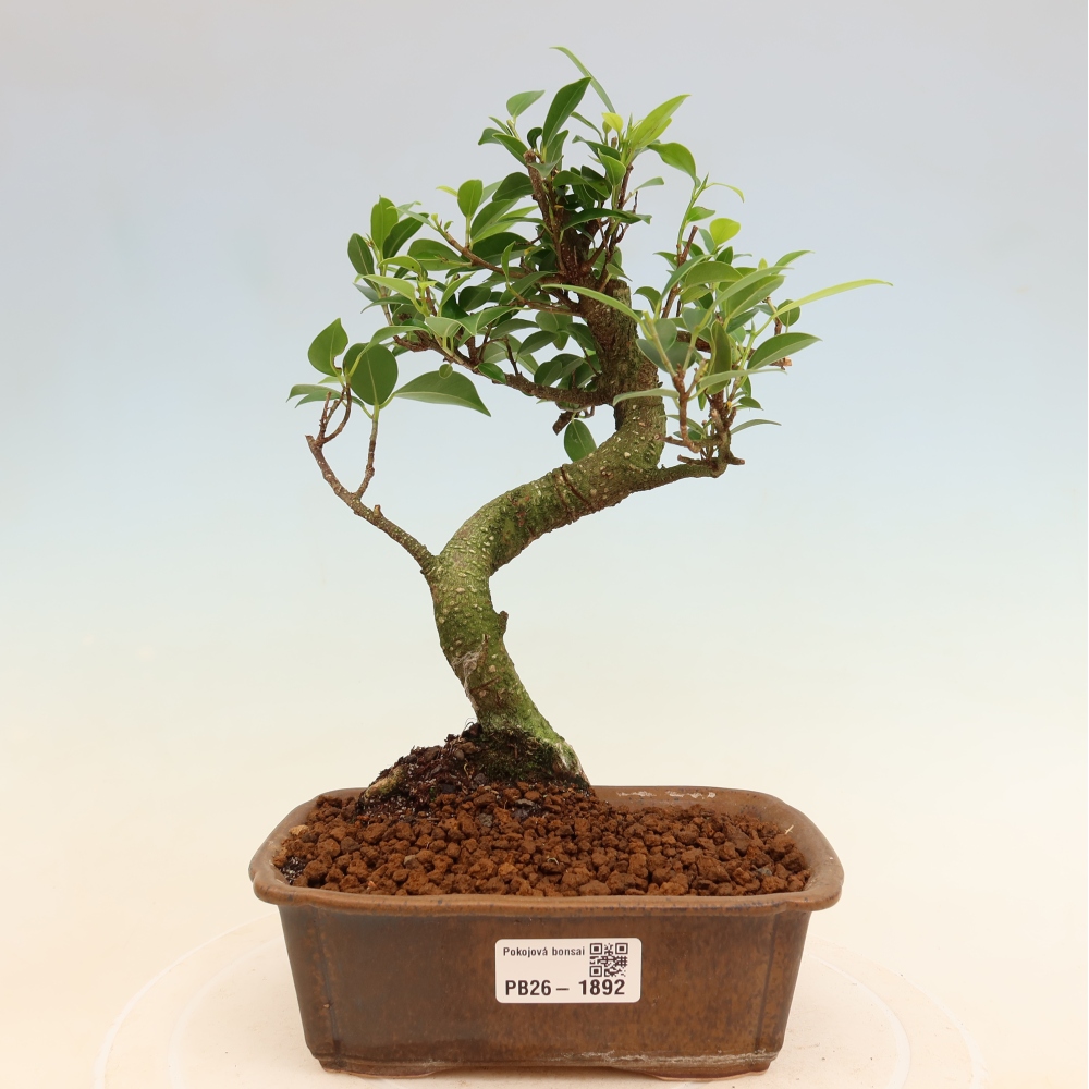 Zimmerbonsai - Ficus retusa - Kleinblättriger Ficus