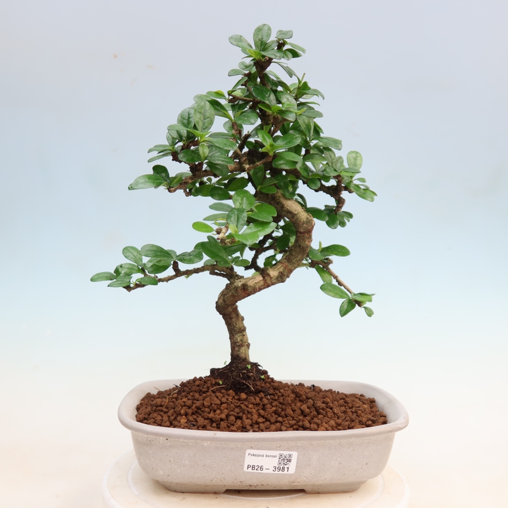 Zimmer-Bonsai - Carmona macrophylla - Tee-Fuki