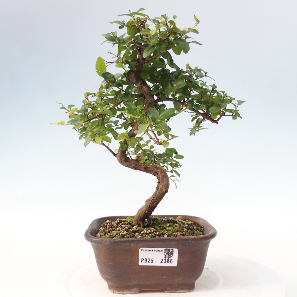 Zimmerbonsai - Sagerécie thea - Sagerécie thea