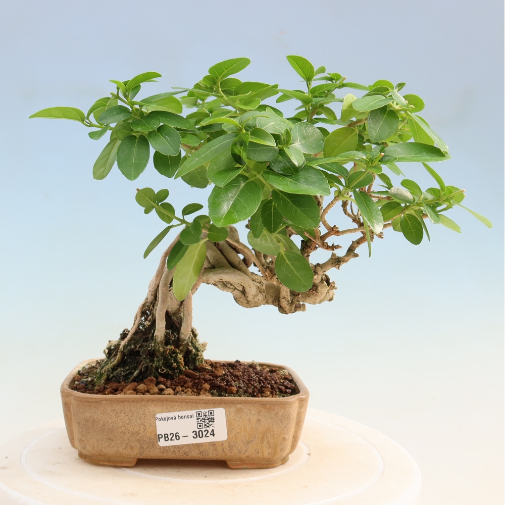 Zimmerbonsai - Premna serratifolia - Kozlovna malolista